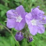 Phacelia bipinnatifida Flor