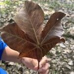 Sterculia apetalaBlatt