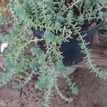 Sedum diffusum Delienn