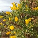 Ulex europaeus Floare