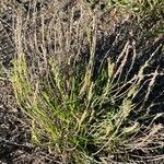 Plantago weldenii Habit