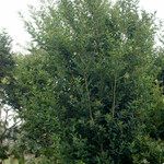 Ligustrum robustum عادت