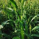 Sorghum bicolor Leaf