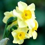 Narcissus jonquilla Flor