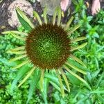 Echinacea pallida Virág