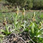 Orchis anthropophora Plante entière