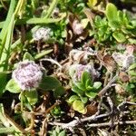 Thymus polytrichus Övriga