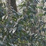 Prunus lusitanica Liść