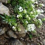 Galium anisophyllon Diğer