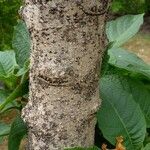 Brugmansia × candida Ŝelo