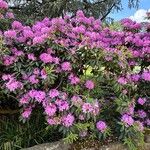 Rhododendron ponticum आदत