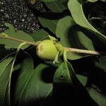 Diospyros acapulcensis Vrucht