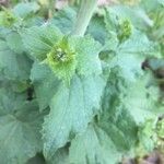 Lunaria annua Листок