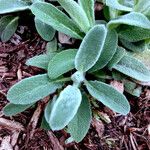 Stachys germanica Blad