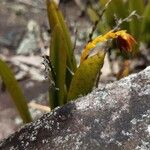 Acianthera teres Flower