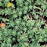 Sedum hispanicum Blatt