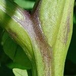 Physalis philadelphica Bark