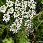 Selinum carvifolium Flower