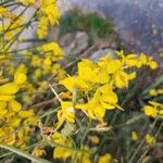 Genista aetnensis Flower