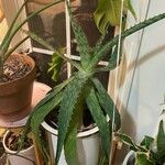 Aloe maculata 葉