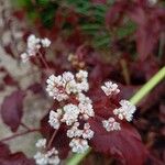 Persicaria microcephala Kvet