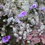 Campanula andrewsii Leaf