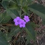 Ruellia geminiflora Çiçek