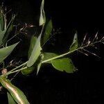 Olyra latifolia Hábito