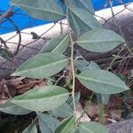 Pereskia aculeata Blad