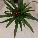 Guzmania lingulataLeaf