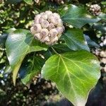 Hedera helixBlad