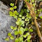 Epilobium brunnescens Leaf