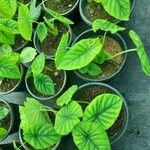 Alocasia clypeolata Hoja