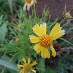 Helenium amarum Kvet