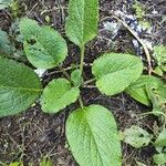 Borago officinalisBlatt