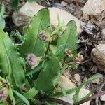 Valeriana coronata Leaf