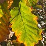 Quercus bicolor Leaf