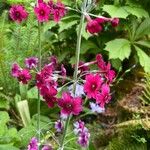 Primula japonica Cvet