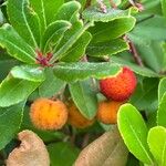 Arbutus andrachneDeilen