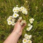 Erigeron strigosus花