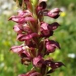 Anacamptis coriophora Flor