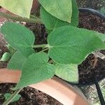 Salvia dorisiana Leaf