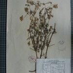 Clematis brevipes Otro