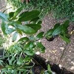 Cordia americana Leaf