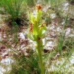 Dactylorhiza insularis Fruit