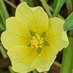 Ludwigia adscendens Flower