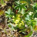 Alchemilla fissa Blad