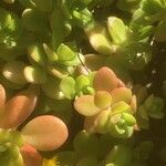 Sedum kimnachii 葉