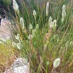 Polypogon maritimus Habit