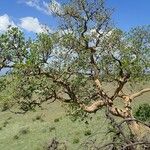 Ficus glumosa Хабит